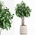 Set of Indoor Plants Icons 3D model small image 3