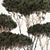 Title: Niwaki Collection: Decorative Trees in Concrete Pots 3D model small image 5