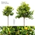 Citrus Sinensis Orange Tree Pack 3D model small image 1