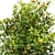 Citrus Sinensis Orange Tree Pack 3D model small image 3