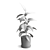 Rubber Plant Ficus Elastica 3D model small image 4