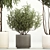 Elegant Potted Tree Set, 1221 3D model small image 5