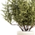 Modern Silver Olive Tree Décor 3D model small image 4