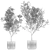 Modern White Pot Collection: Decorative Olive Trees 3D model small image 6