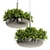 Fern Ampelous Hanging Plant Collection 3D model small image 4