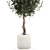 Modern Concrete Ficus Plant Décor 3D model small image 2