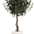 Modern Concrete Ficus Plant Décor 3D model small image 4