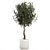 Modern Concrete Ficus Plant Décor 3D model small image 6