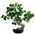 Artisan Bonsai Tree Set 3D model small image 2