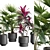 Exotic Indoor Plants Collection Pack 3D model small image 3