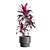 Exotic Indoor Plants Collection Pack 3D model small image 7