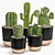 Succulent Trio Indoor Plant Set 3D model small image 1