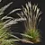 Ornamental Grass Calamagrostis Karl Foerster 3D model small image 4