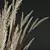 Ornamental Grass Calamagrostis Karl Foerster 3D model small image 6