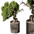  Tranquil Bonsai Indoor Plant 3D model small image 1