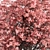 Pink Dogwood Tree Set 3D model small image 2