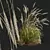 Golden Spike Ornamental Grass Model 3D model small image 2