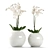 White Orchids in Round Vases 3D model small image 1