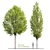  Blossoming Callery Pear Trees x2 3D model small image 1