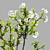  Blossoming Callery Pear Trees x2 3D model small image 2