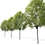  Blossoming Callery Pear Trees x2 3D model small image 3