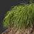 Golden Sedge 3D Plant Model 3D model small image 3