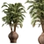 Tropical Palm Tree Outdoor Plant 3D model small image 1