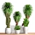 Interior Plant Collection Trio 3D model small image 1