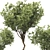 Bonsai Olive Tree Collection 97 3D model small image 3