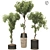 Bonsai Olive Tree Collection 97 3D model small image 8