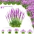 Amethyst Salvia Collection | 3D Model 3D model small image 1