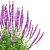 Amethyst Salvia Collection | 3D Model 3D model small image 5