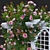 3D Climbing Rose Plant Models 3D model small image 5