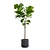 Ficus Lyrata: Large Leaf Plant 3D model small image 1