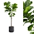 Ficus Lyrata: Large Leaf Plant 3D model small image 2