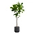 Ficus Lyrata: Large Leaf Plant 3D model small image 4