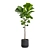 Ficus Lyrata: Large Leaf Plant 3D model small image 5