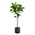 Ficus Lyrata: Large Leaf Plant 3D model small image 7