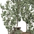 Decorative Olive Tree 3D Model 3D model small image 6