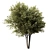 Modern 3D Brich Tree Model 3D model small image 1