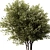 Modern 3D Brich Tree Model 3D model small image 2