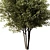 Modern 3D Brich Tree Model 3D model small image 3