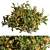 Sunshine Yellow Creeper Bush Set 3D model small image 1