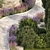 Alpine Garden Collection: Evergreens & Lavender 3D model small image 4