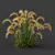 Foxtail Barley Ornamental Grass Bundle 3D model small image 4