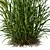 Foxtail Barley HQ Ornamental Plant 3D model small image 3