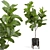 Elegant Fiddle Leaf Fig 3D model small image 2