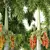 Foxtail Palm Tree Sculptures 3D model small image 5