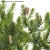  3D Hairpin Banksia Plant Model 3D model small image 2