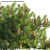  3D Hairpin Banksia Plant Model 3D model small image 3